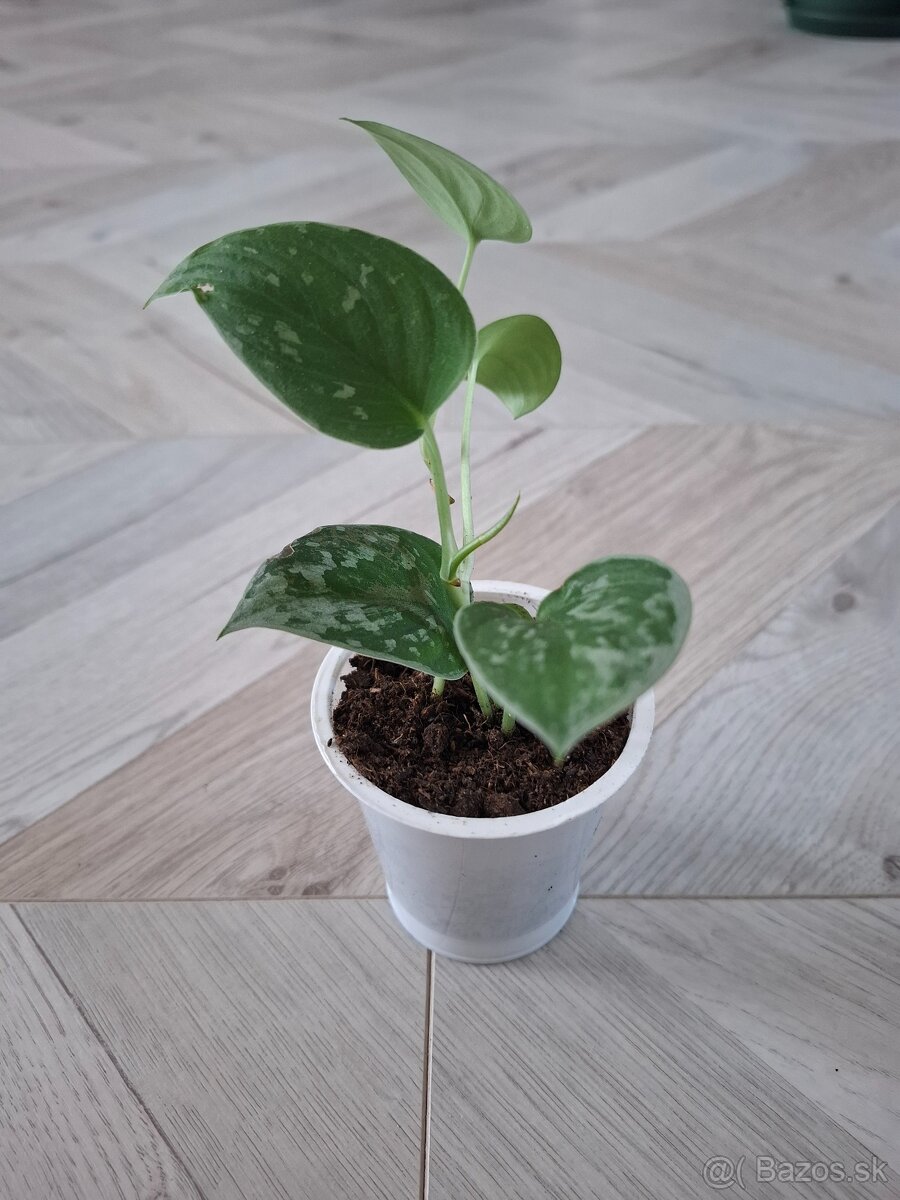Scindapsus scin