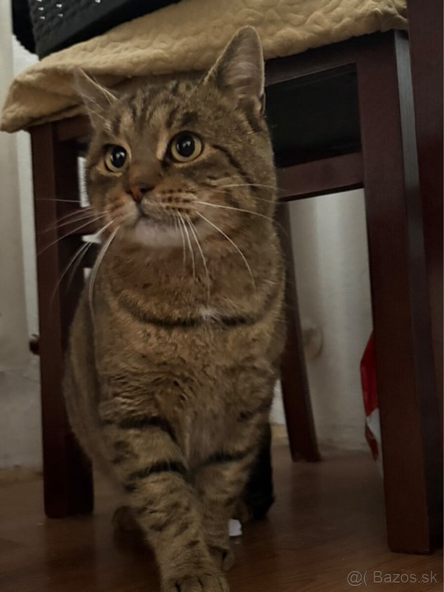 2-ročný kocúr darujem – pokojný a hravý