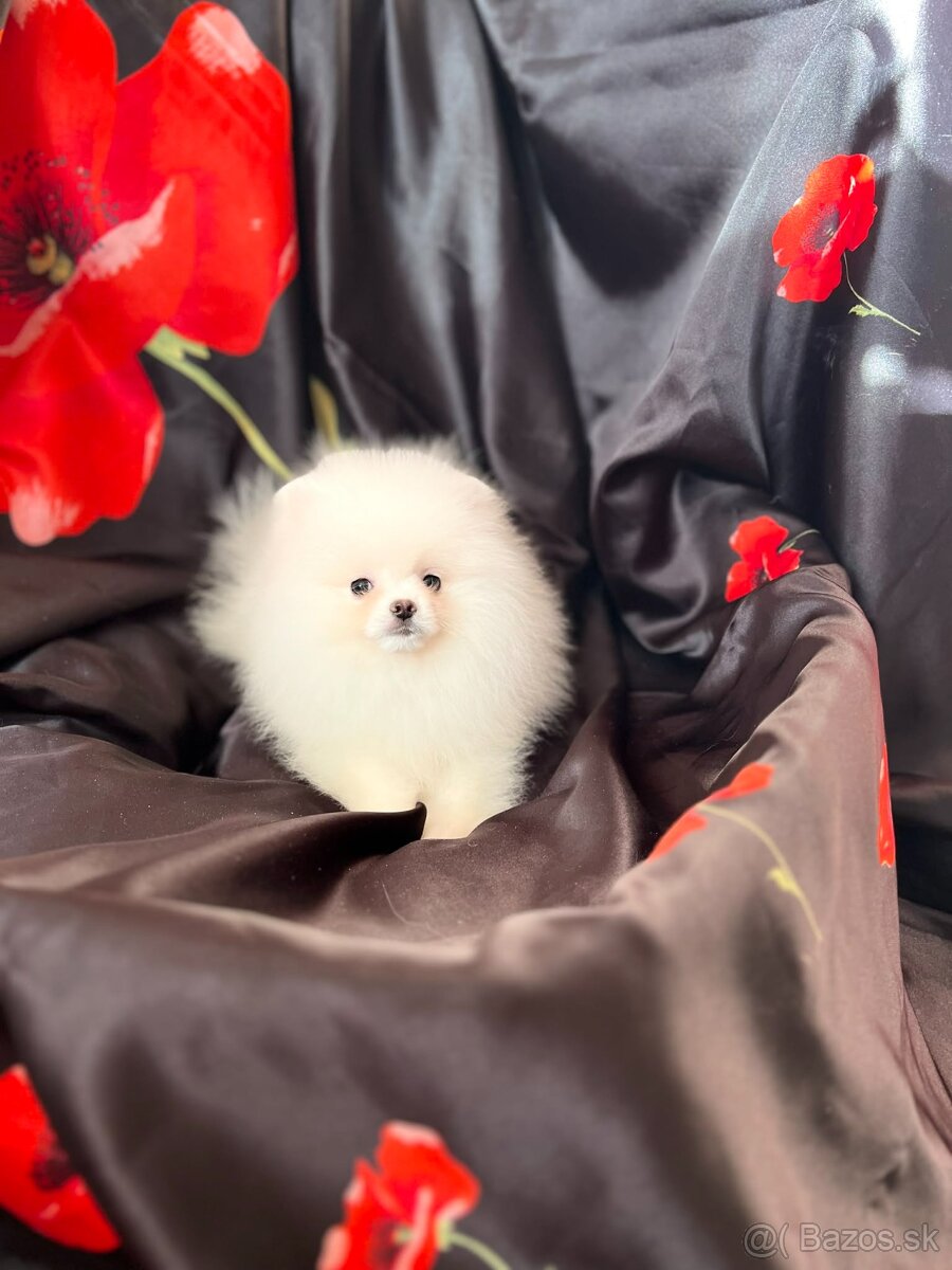 Pomeranian s PP FCI❣️