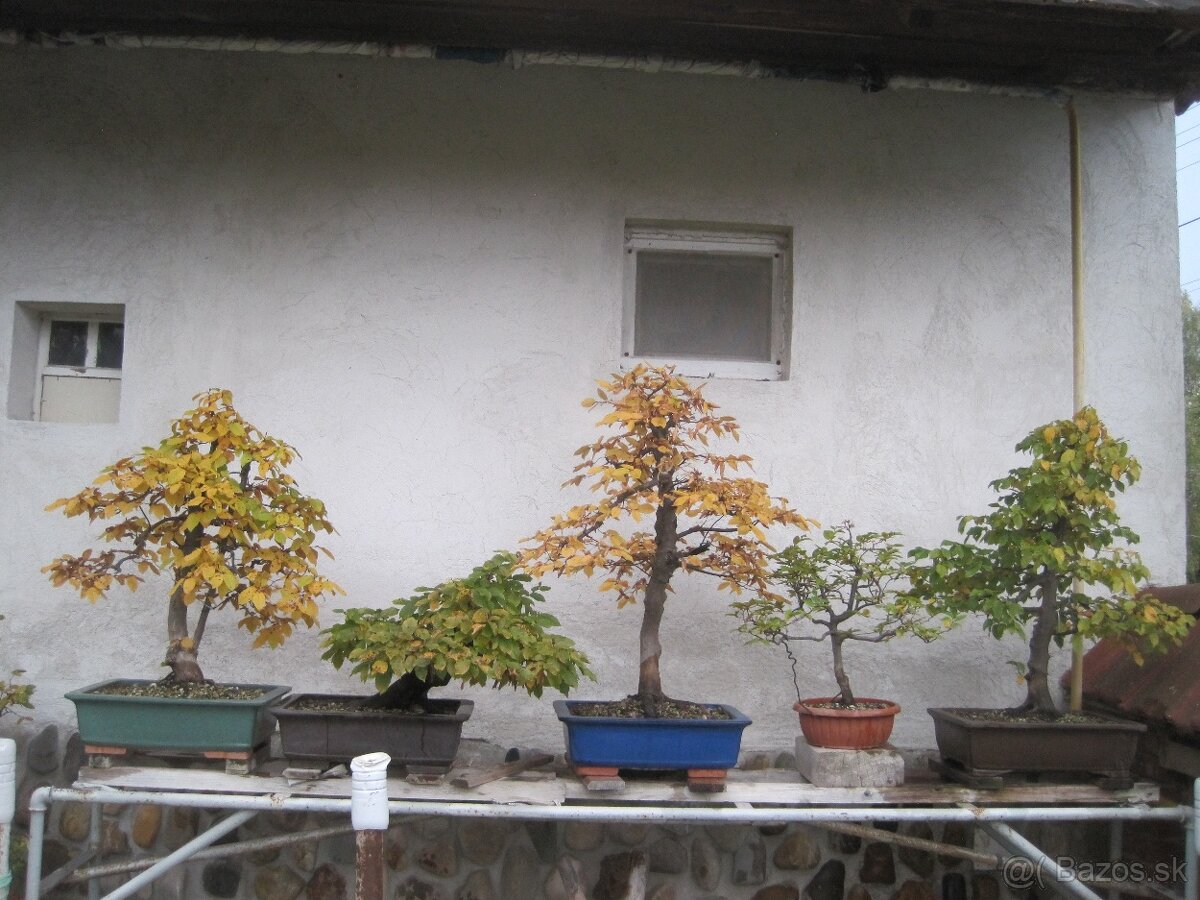 bonsai,bonsaj-DUB 22