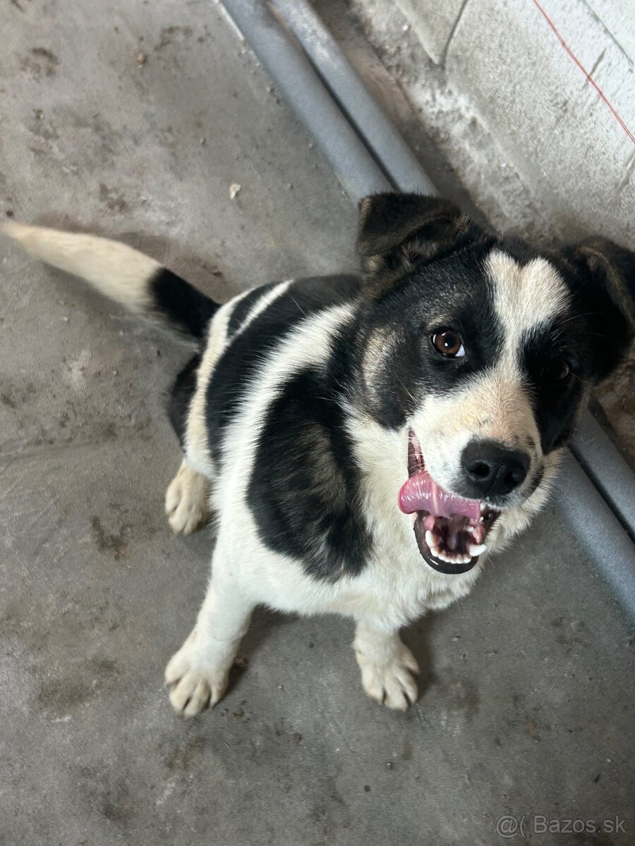 Border kolia x Nemecky ovciak