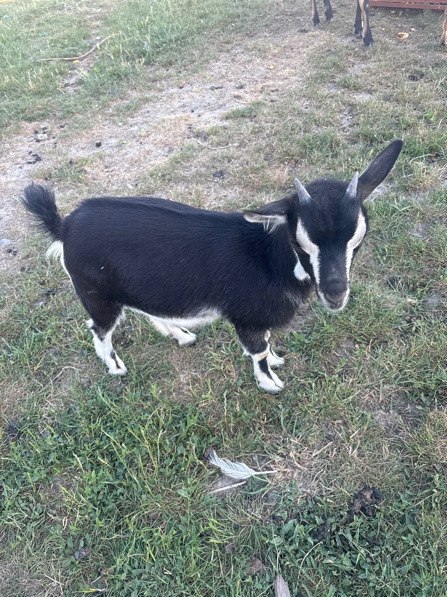 Minikoza