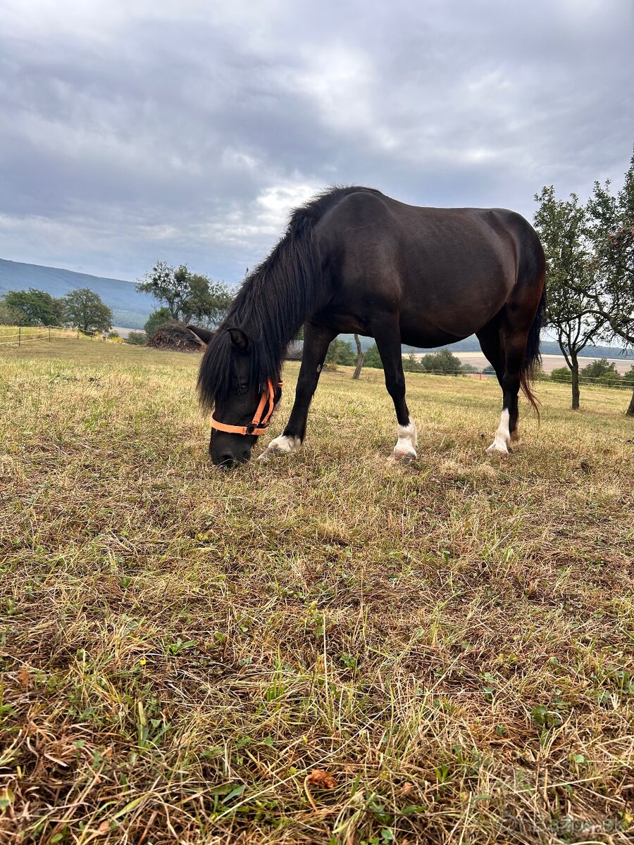 Pony kobylka