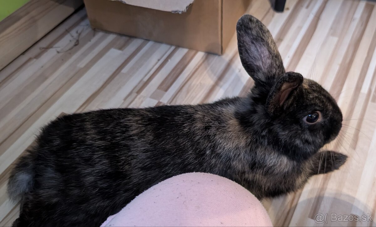 Králik