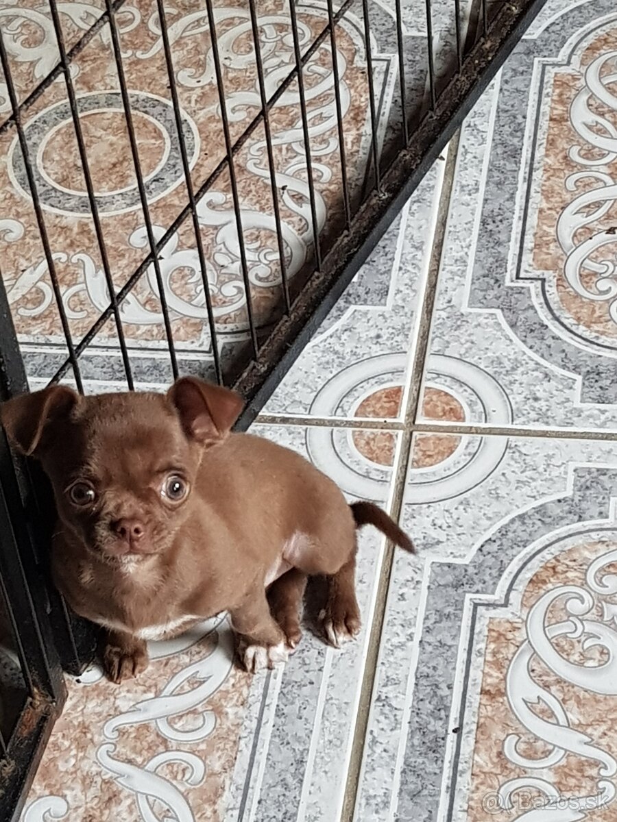 Civava krátkosrstá čoko fenka