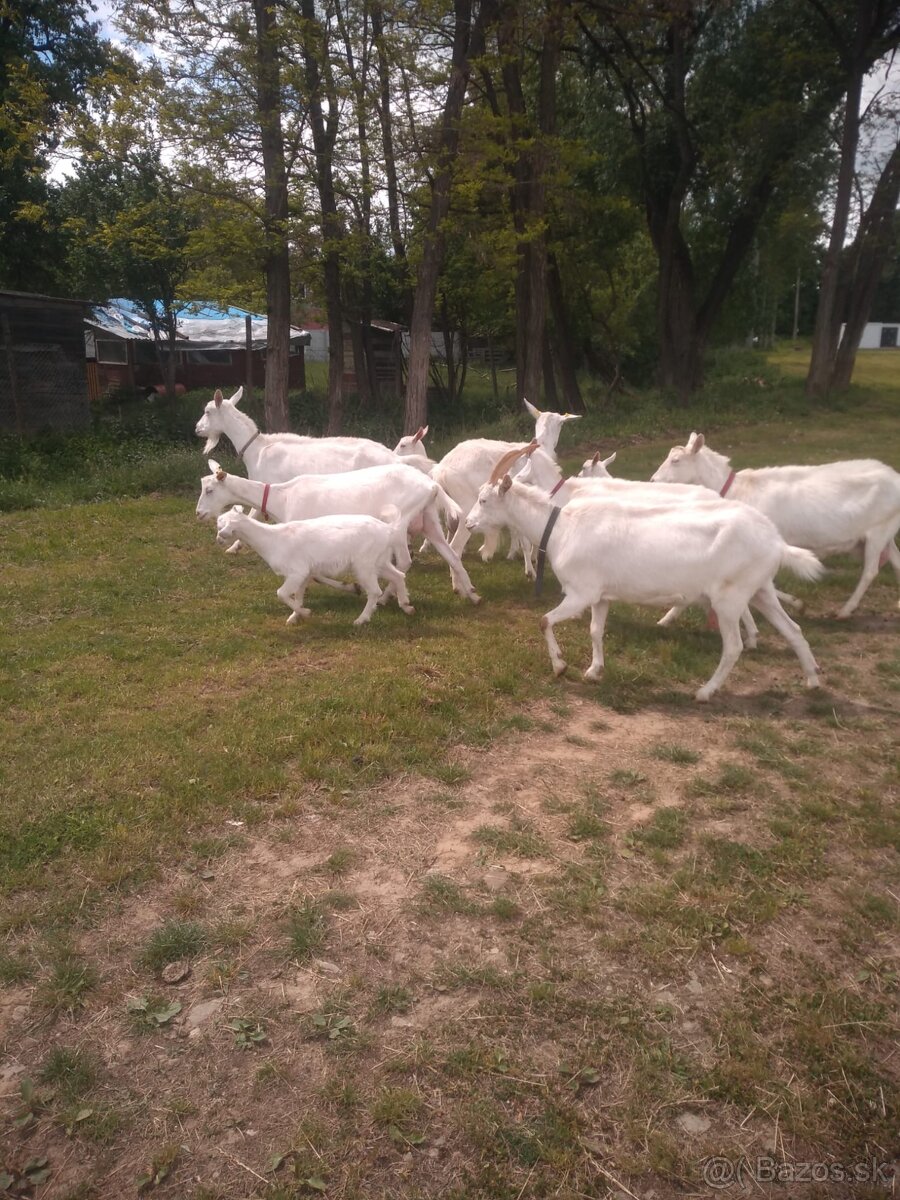 Predám dojné kozy farma Sabinov, mlieko 2,50€/l
