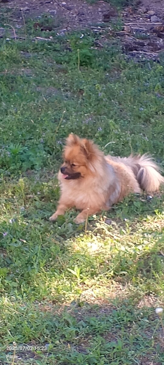 Nemecký špic