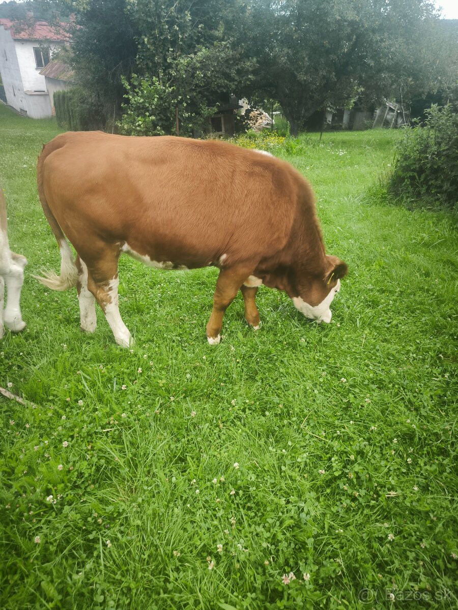 Predám jalovicku a byka SS su odrohovane.