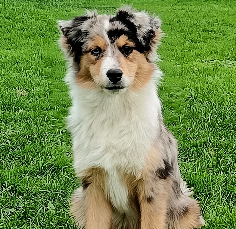 Miniaturní americký ovčák s PP FCI