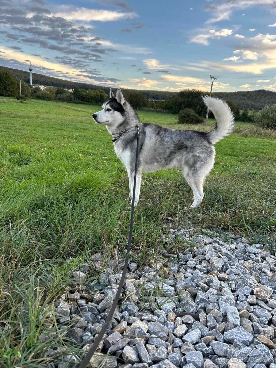 Sibírsky husky