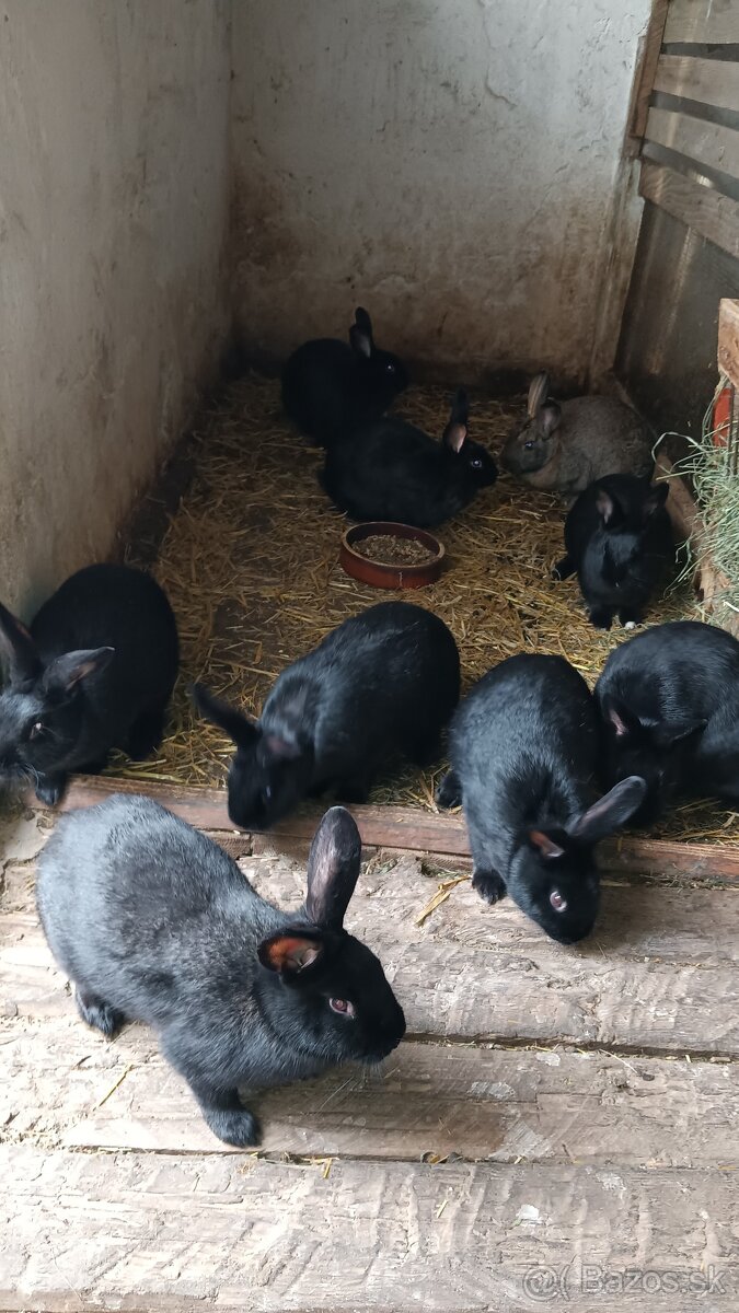 Králiky do chovu