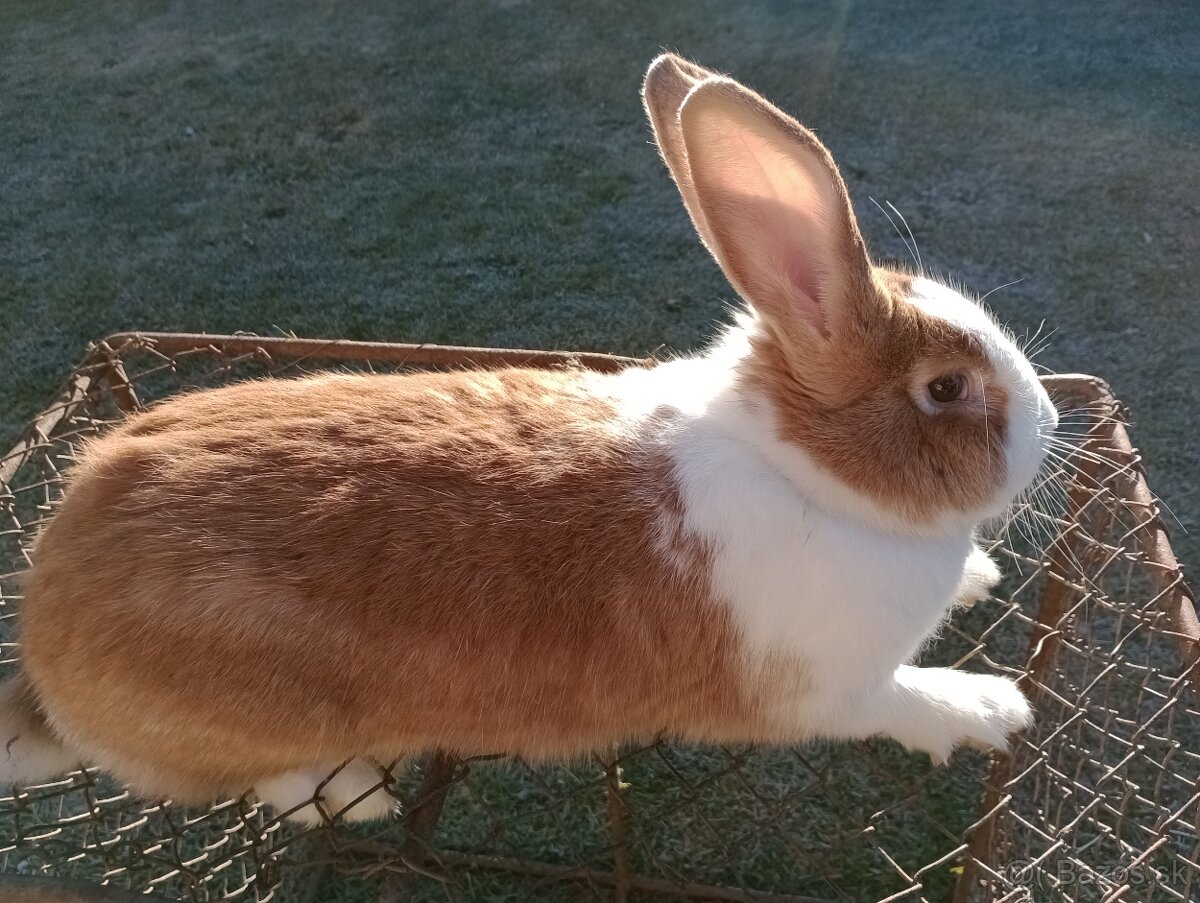 Predám králiky Šarišský obrovity