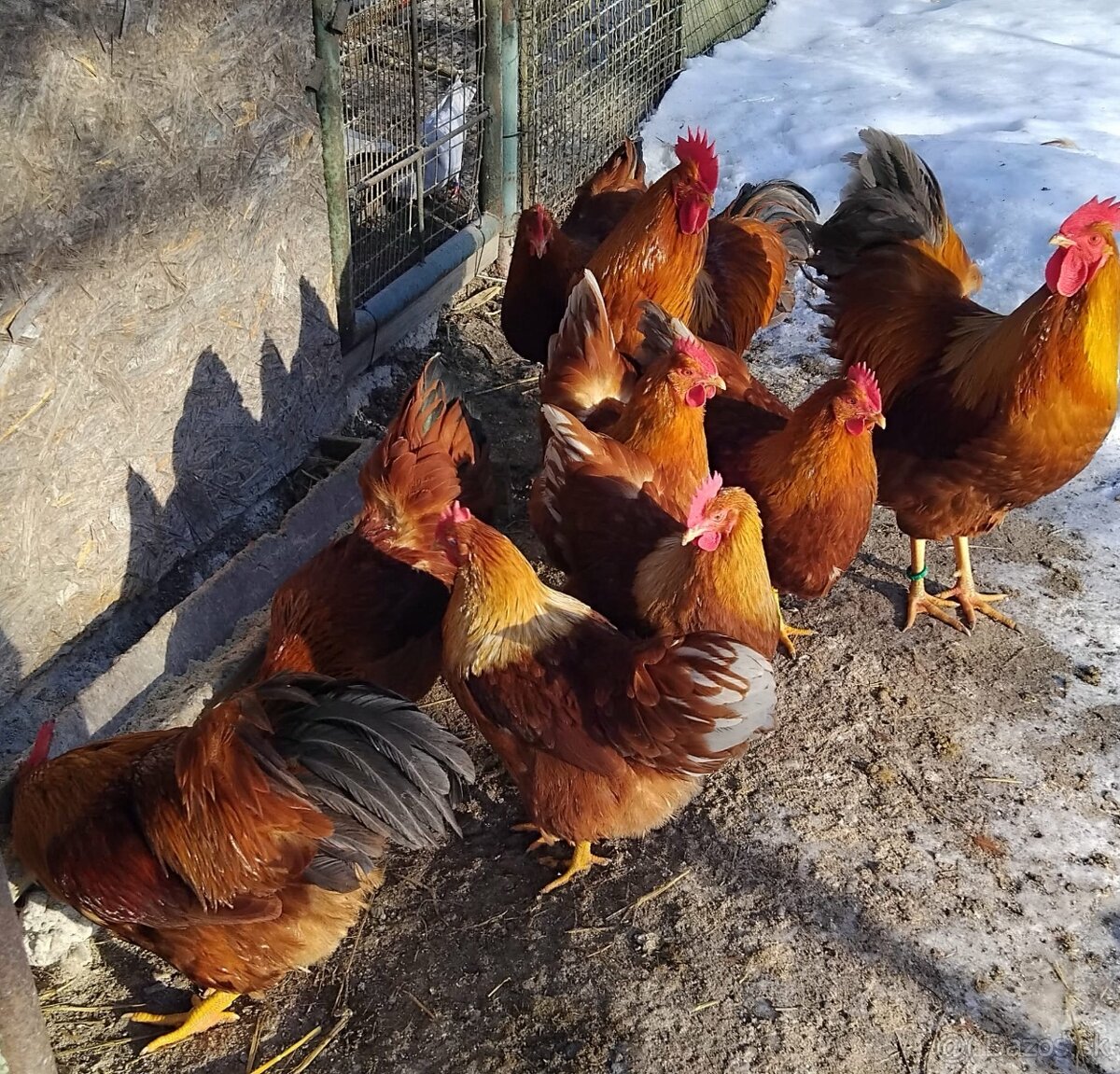 Hempšírka modro kreslená