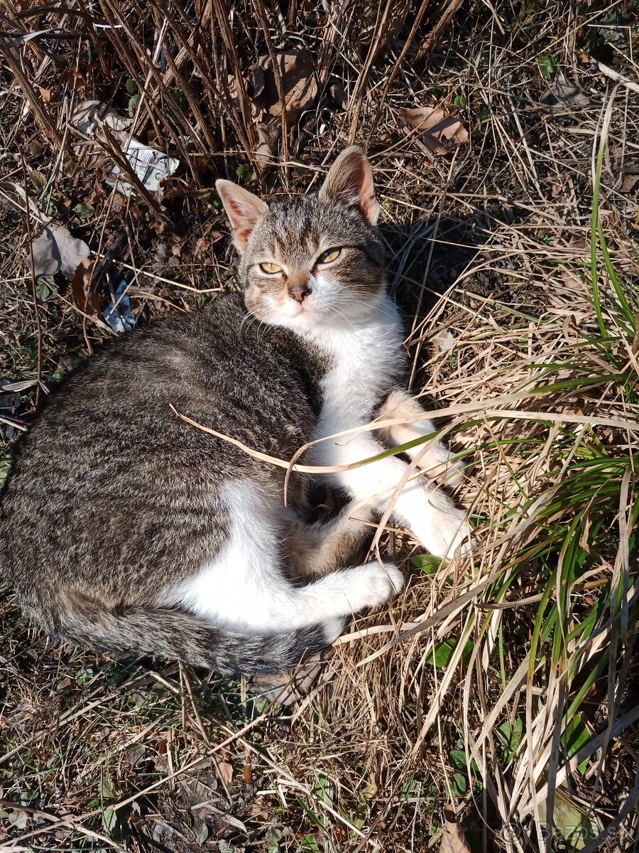 Darujem mladého kocurika .