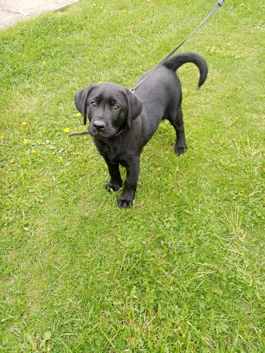 Čierna fenka labradora