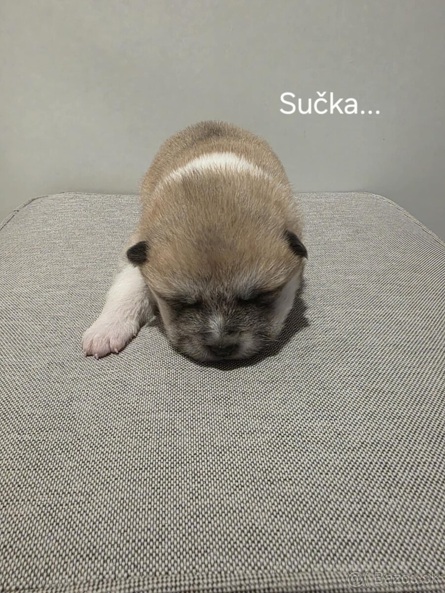 Akita Inu