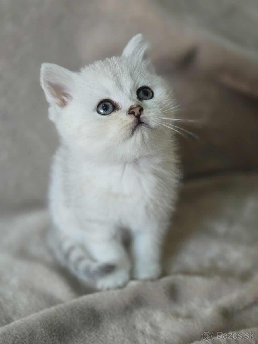Britské mačiatka chinchilla