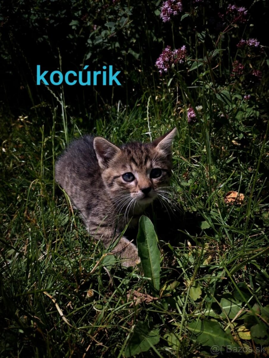 Darujem mačiatka