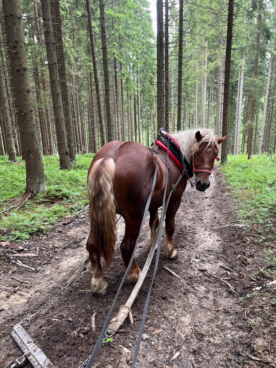 Kôň Kobyla