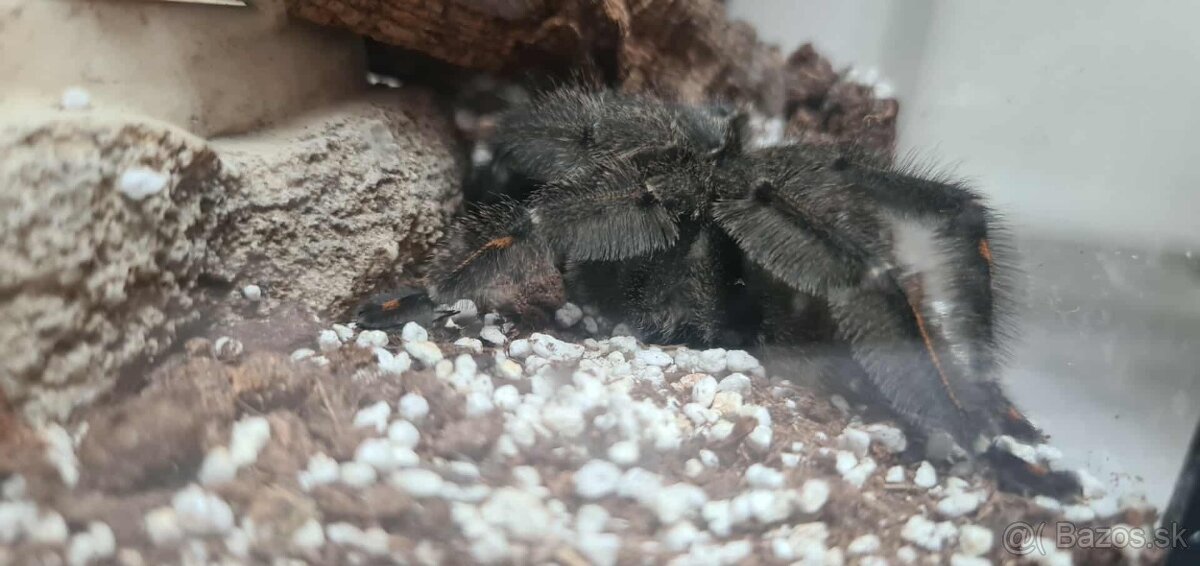 Psalmopoeus irminia