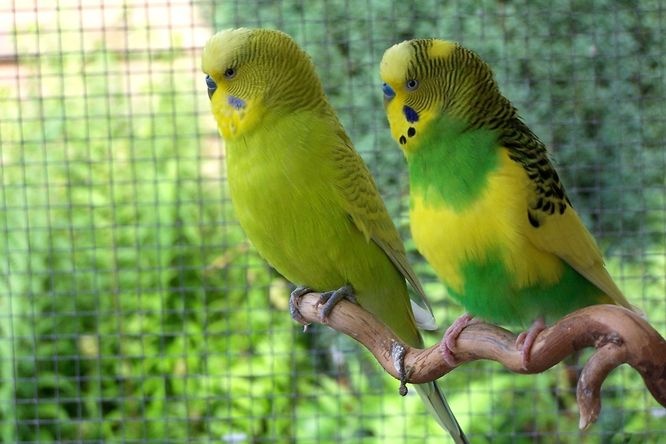 Predám andulky, rosely, korele