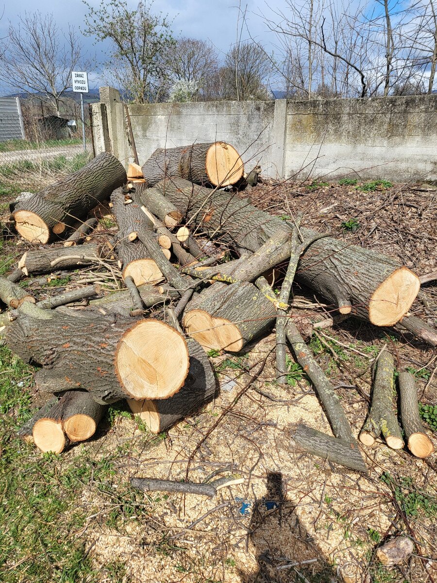 Predám kmene lipy
