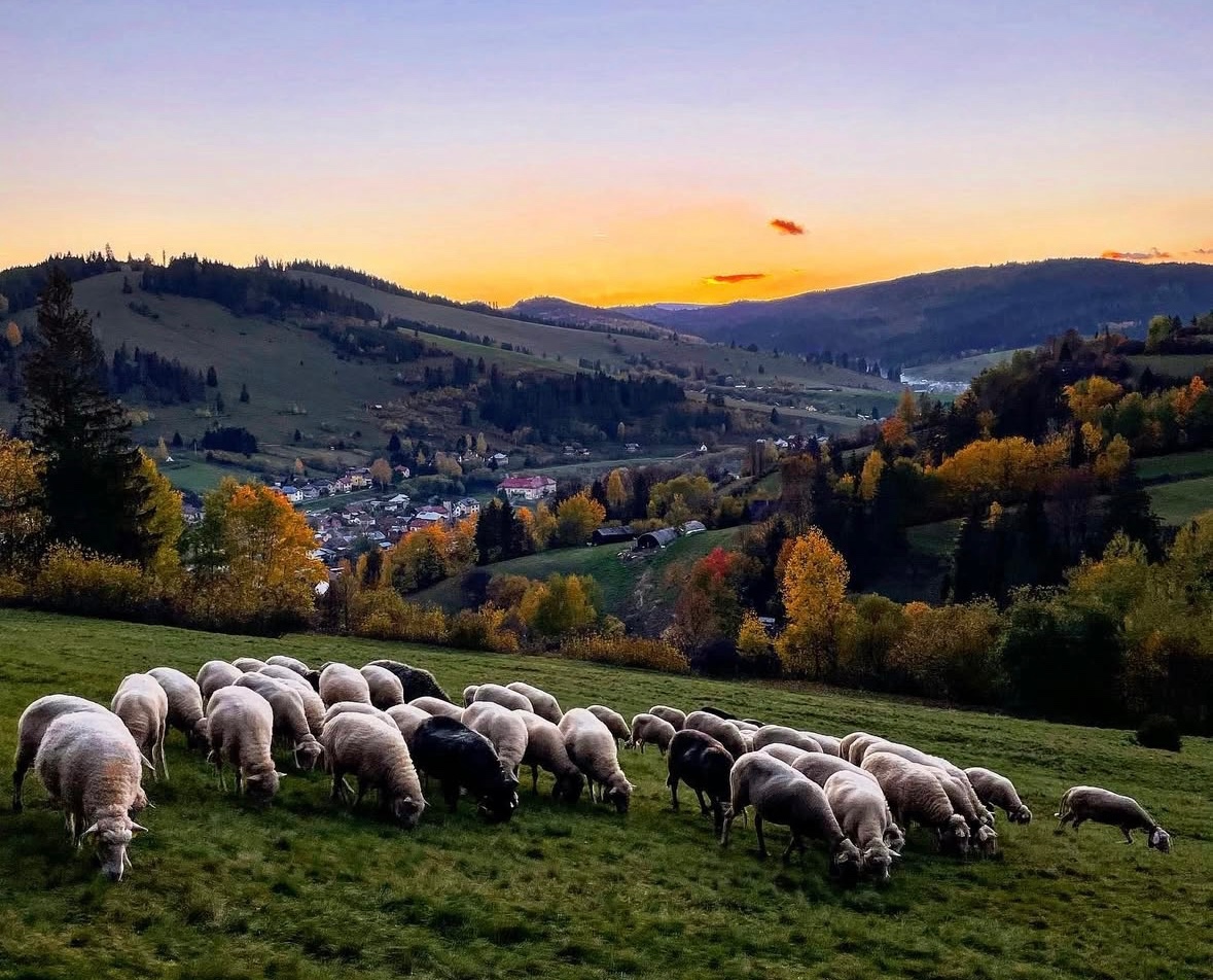 Čierny Balog - 560 m2 POĽNOHOSPODÁRSKY pozemok