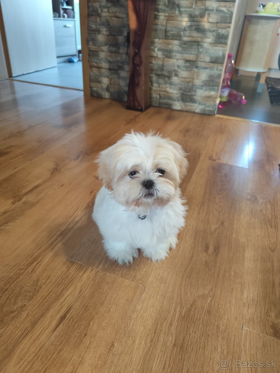 Shitzu