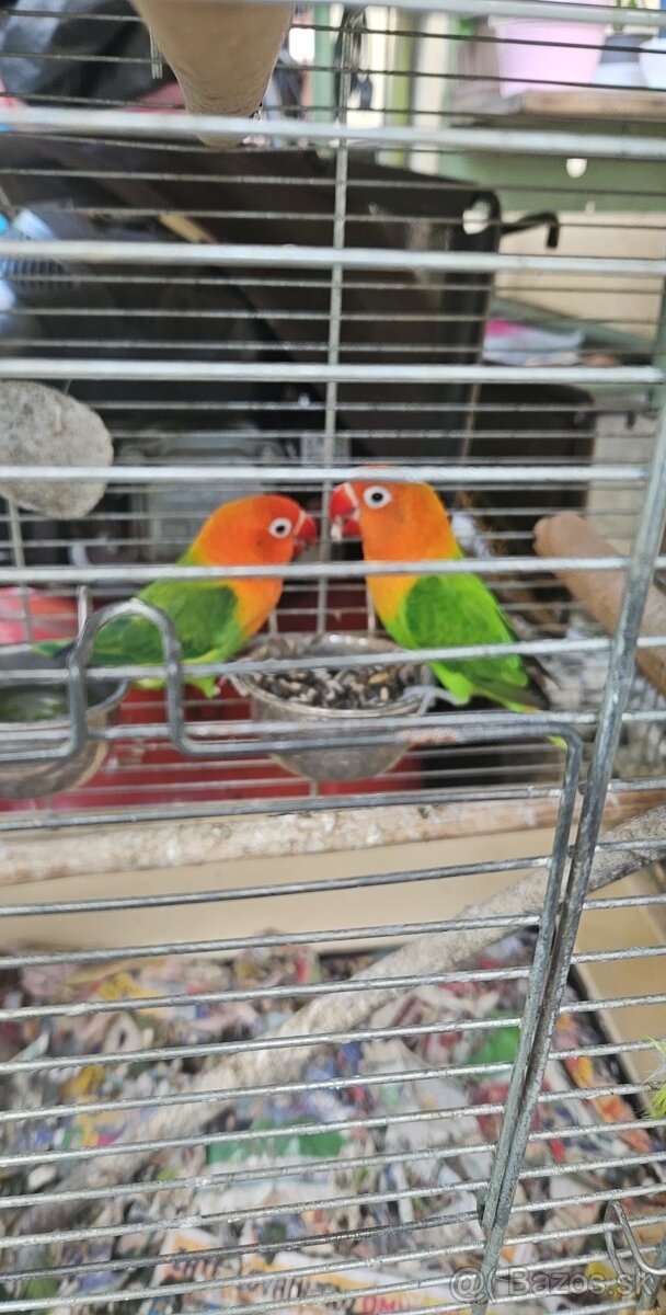 Agapornis Pár
