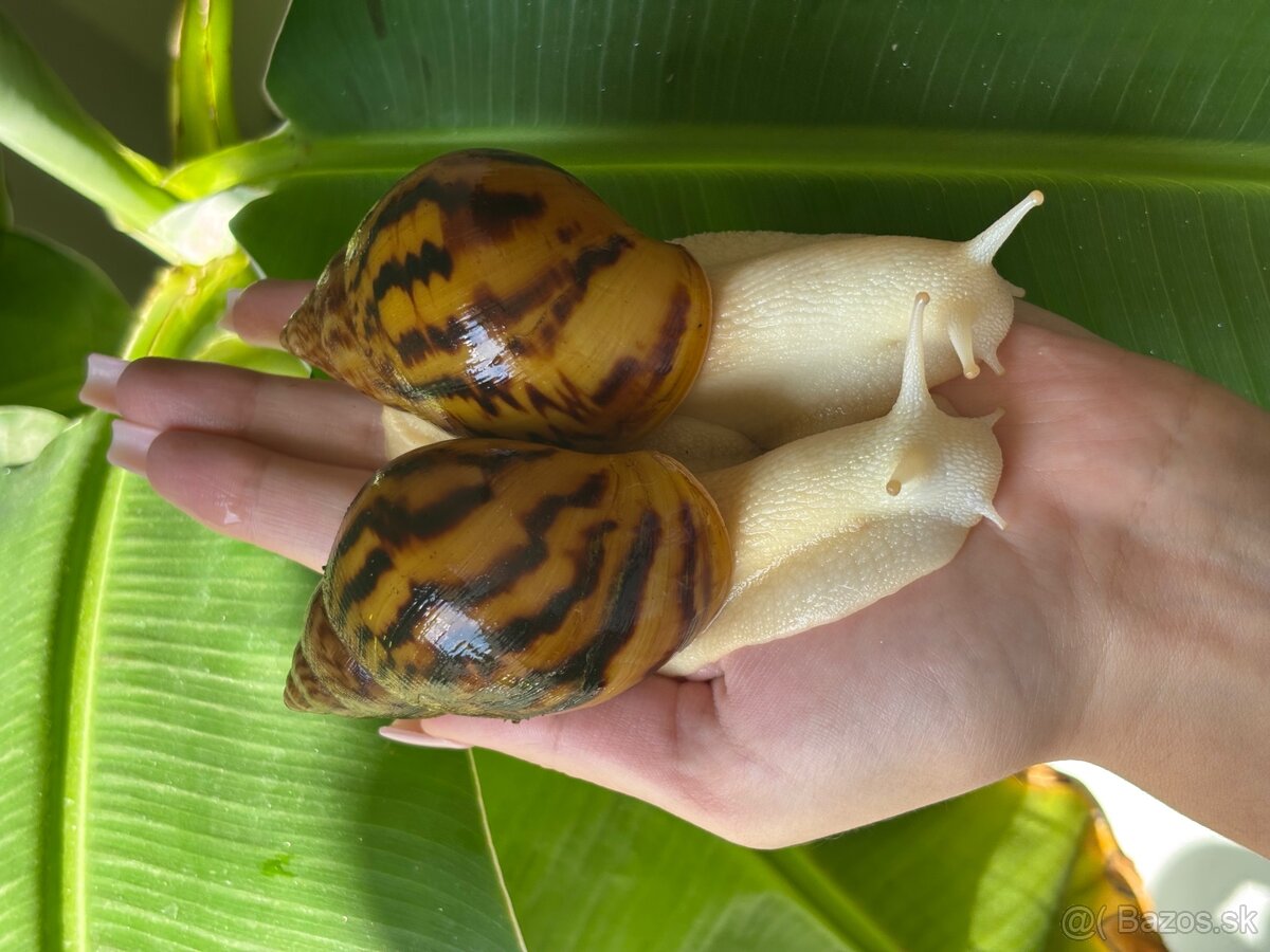 Africký slimák Achatina Achatina Ghana albino body