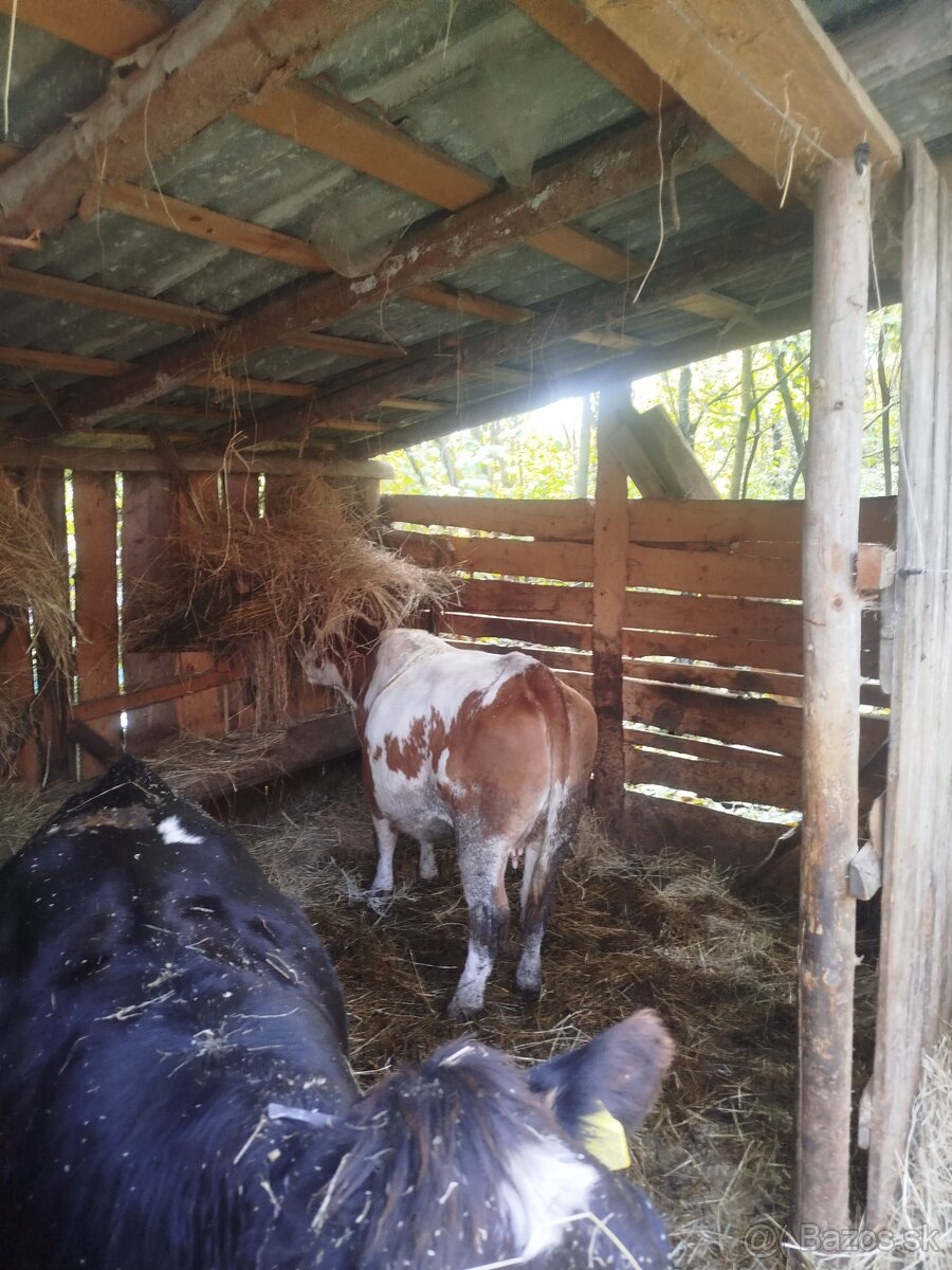 Predám kravu aj s telatom