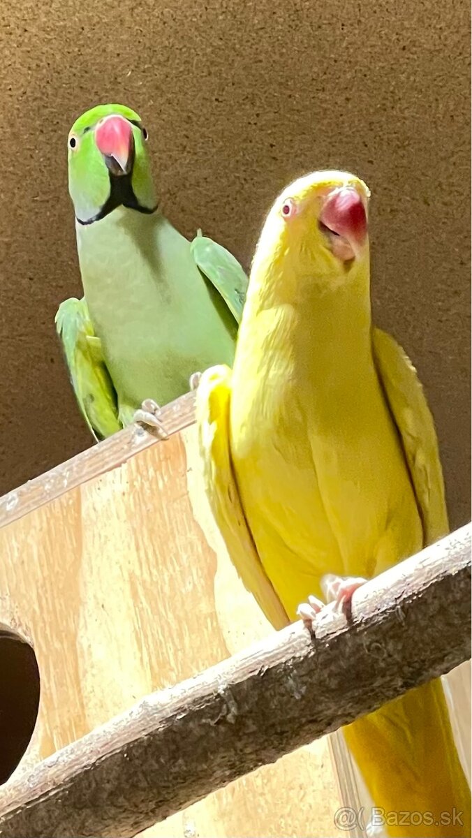 samica alexander maly lutino