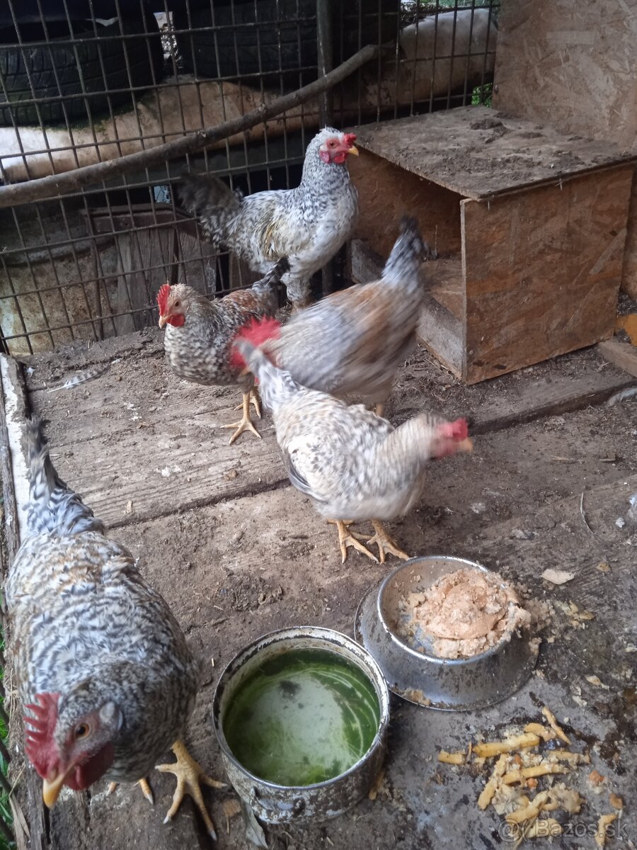 Kohúty Cream Legbar