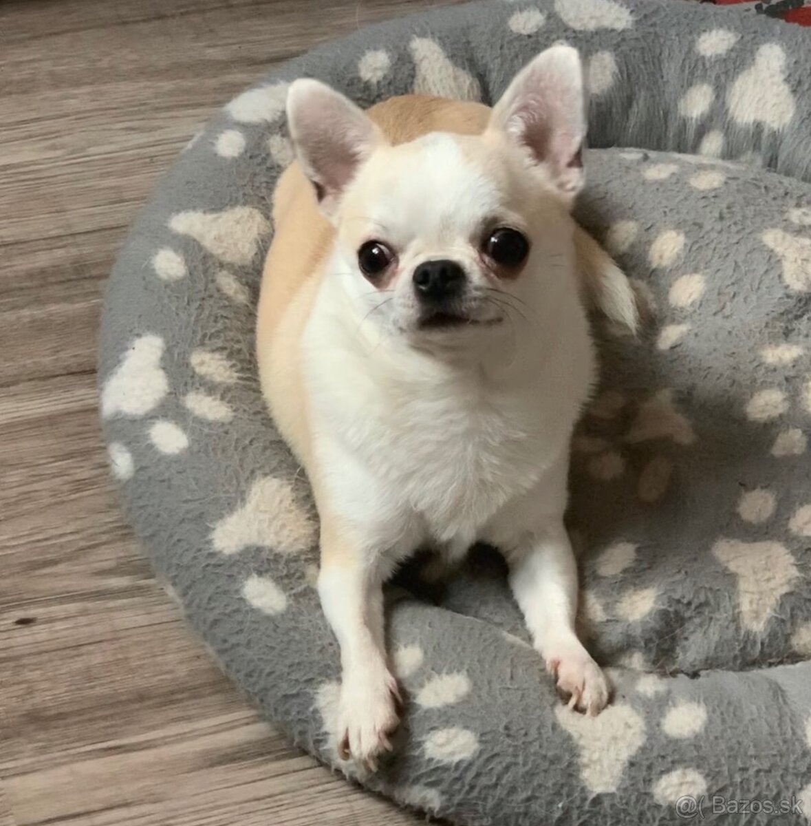 Čivava , mini čevava , civava , , mini čivavy ,