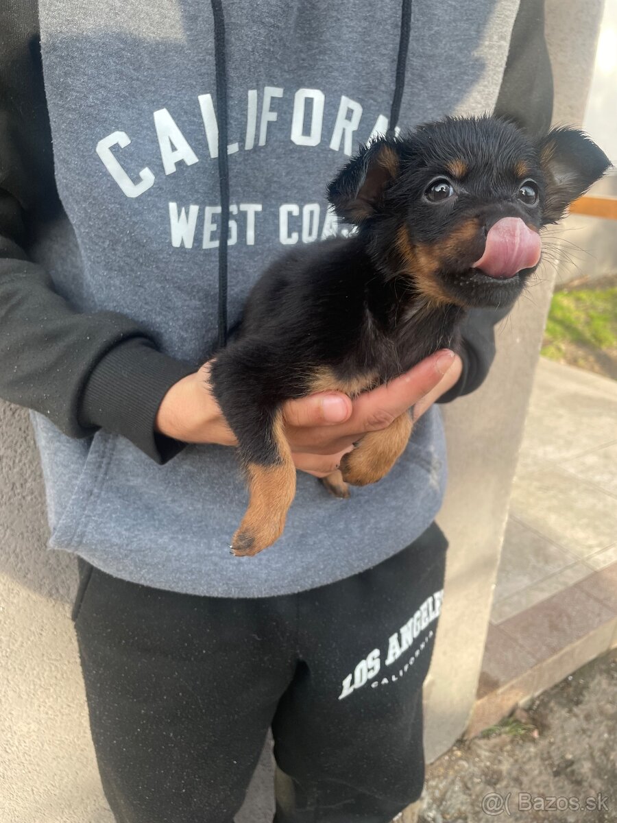 Predám šteniatka, rasa ratlík.