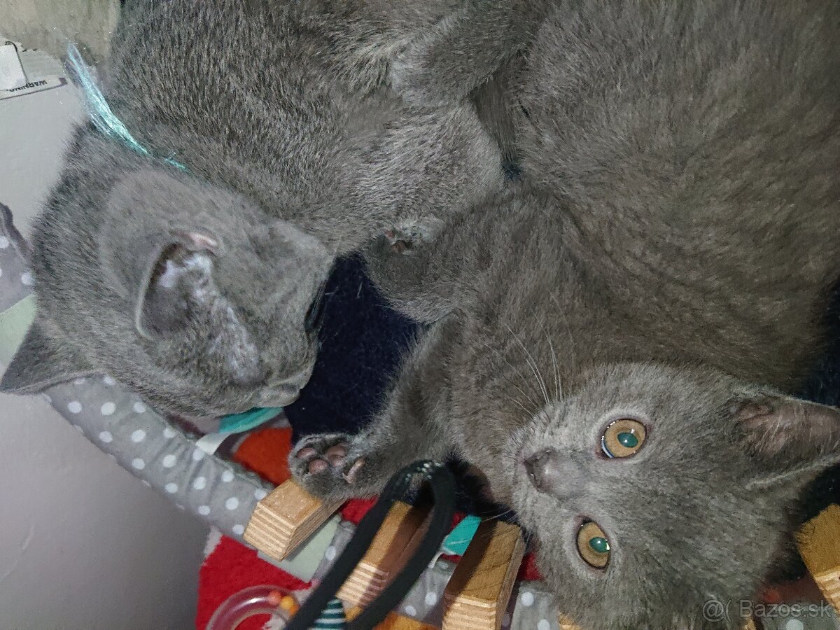 Vymazlený kocourek kartouzská kočka, chartreux