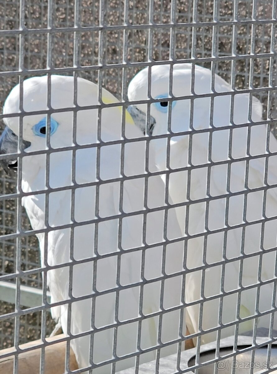 Kakadu Brýlový