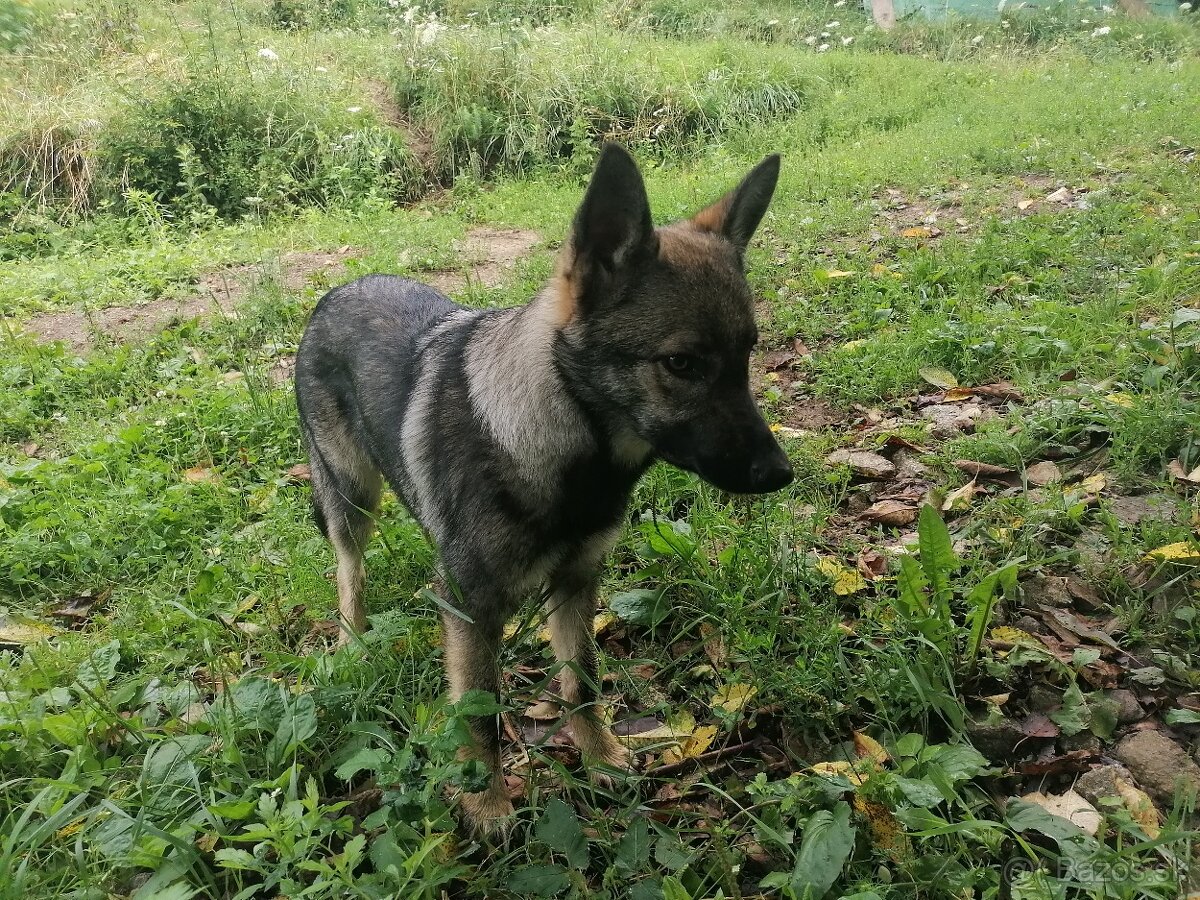 Cekoslovensky/nemecký vlčiak