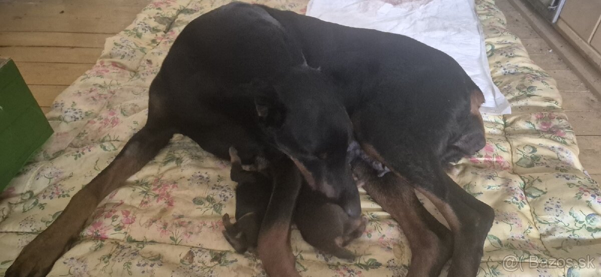 Doberman steniatka