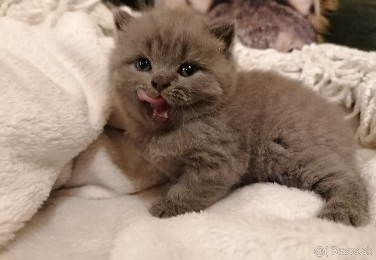 Britské mačiatka - britská modrá, modrý bicolor, čierny bic.