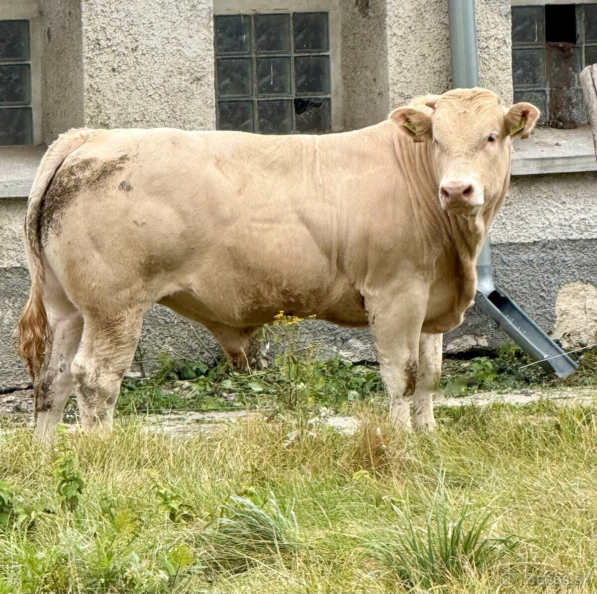 Plemenný býk Blonde d’Aquitaine