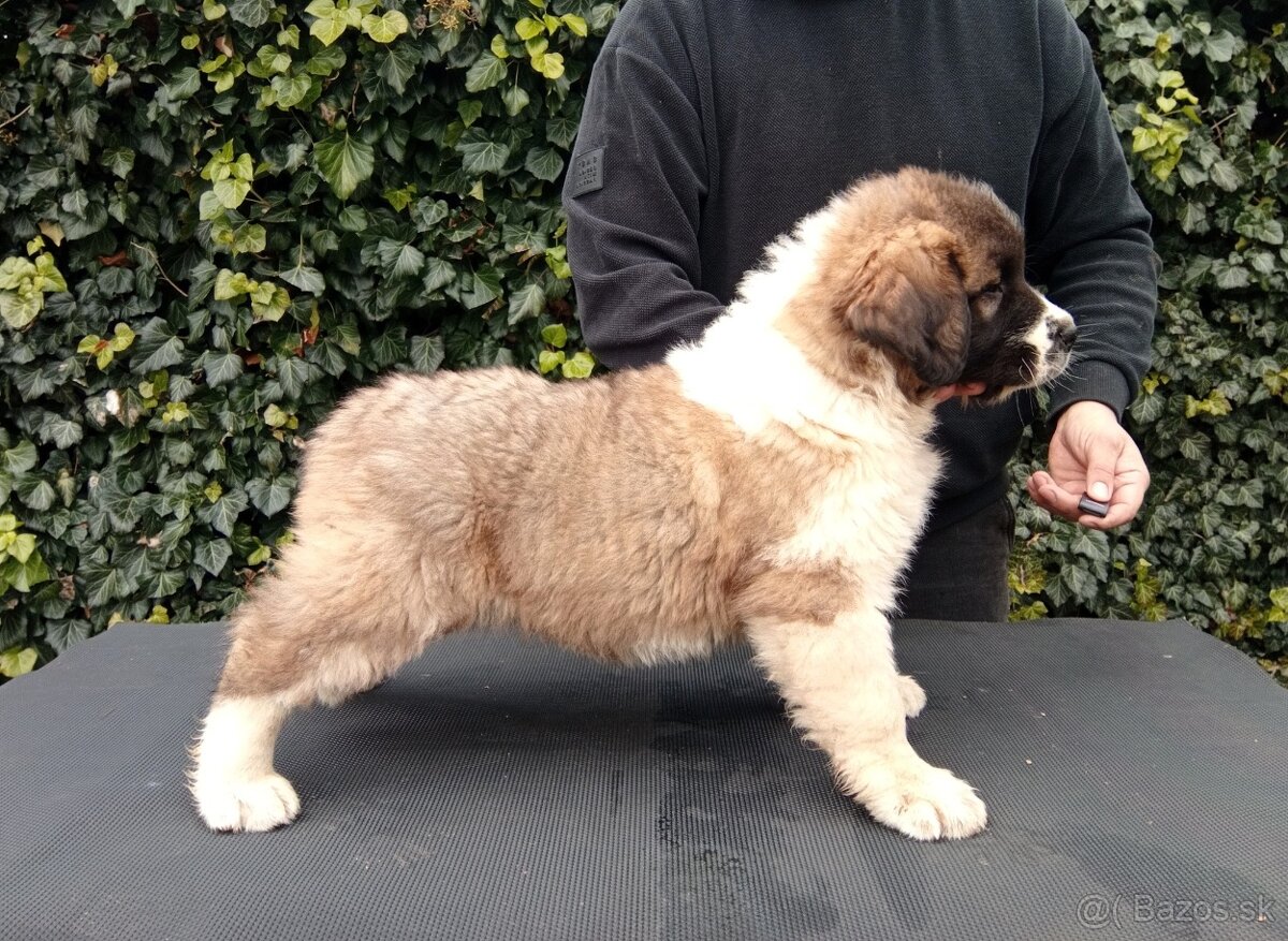 Moskovský strážny pes - Bajnok