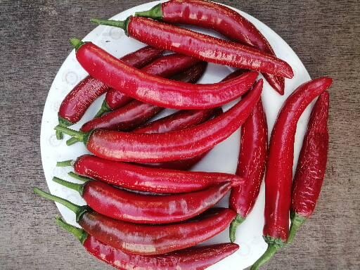 Chilli cayenne, priesady, planty