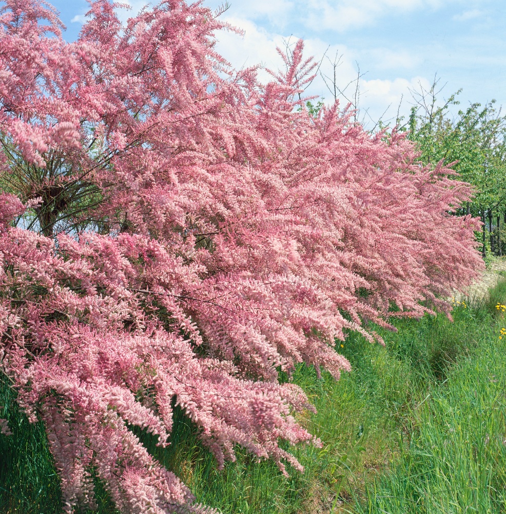 Tamariška - Tamarix výška 70-100 cm