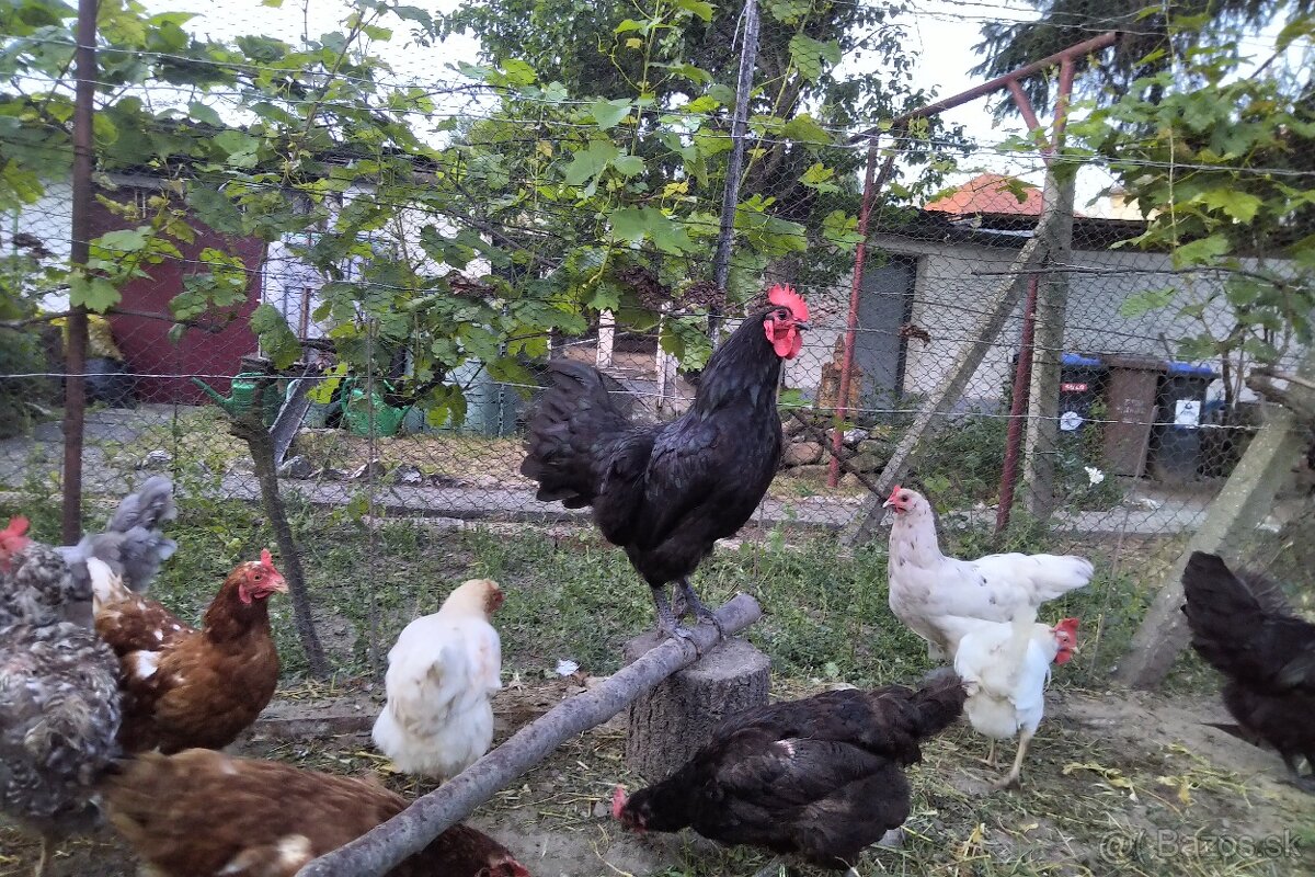 Kohut Australorpka