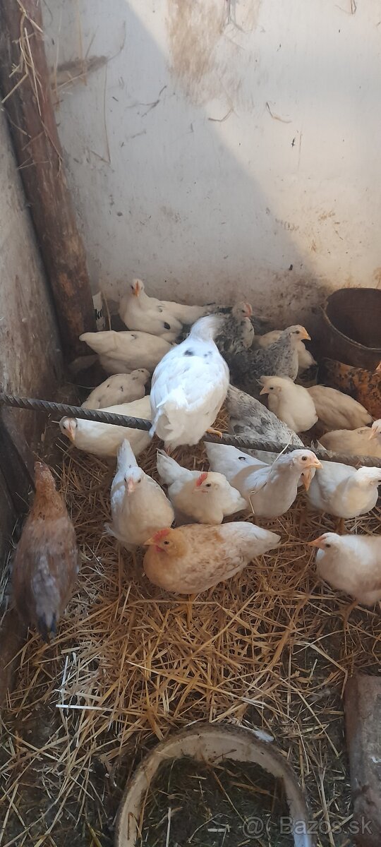 Sliepky a kohúty 8- 12 týždňové