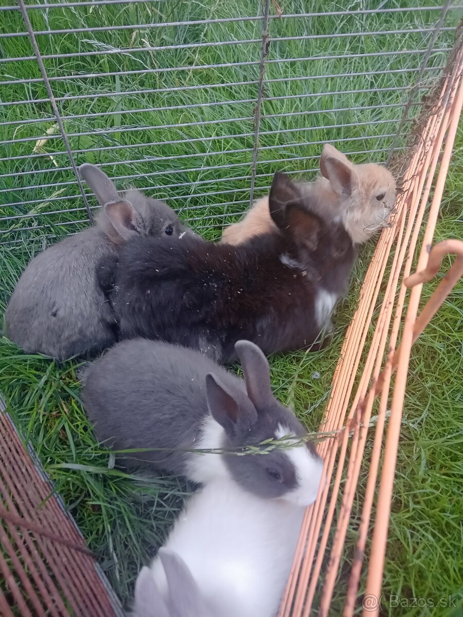 Zakrsle zajačiky