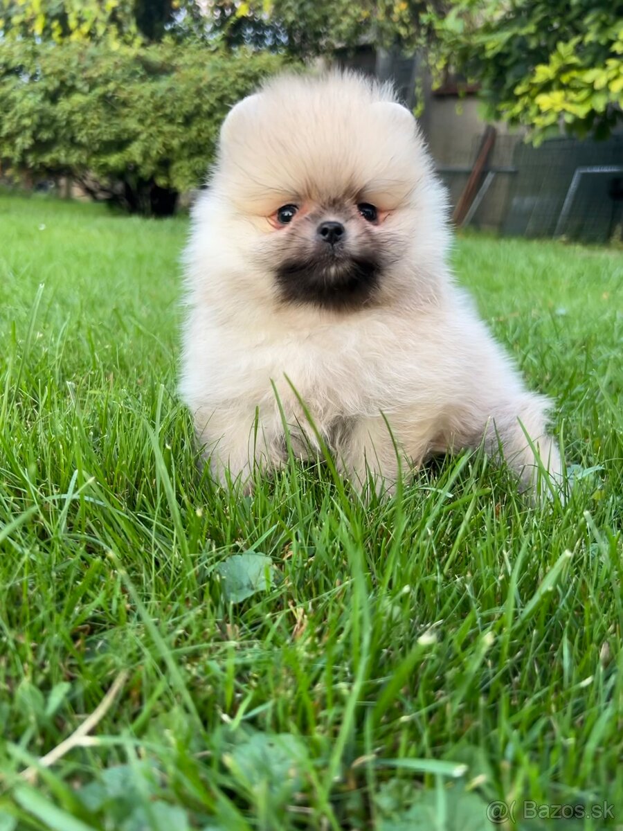 Pomeranian s PP (FCI)