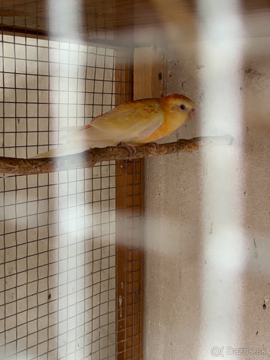 Papagaj spevav orange rubino