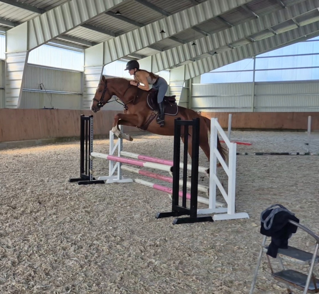 Šikovný mladý valach ČT